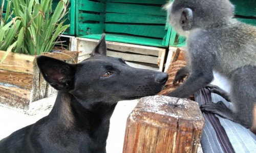 Zdjecie TANZANIA / Jambiani / Pili Pili House / Jambiani Pili Pili