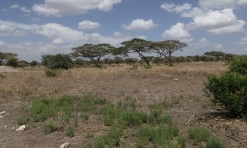 Zdjcie TANZANIA / Afryka rodkowa / Terengire / Safari w Parku Terengire