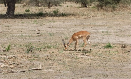 Zdjcie TANZANIA / Afryka rodkowa / Terengire / Safari w Parku Terengire