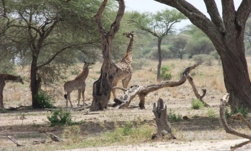Zdjcie TANZANIA / Afryka rodkowa / Terengire / Safari w Parku Terengire