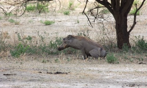 Zdjcie TANZANIA / Afryka rodkowa / Terengire / Safari w Parku Terengire