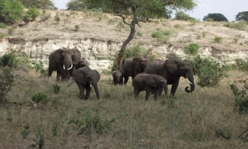 Zdjcie TANZANIA / Afryka rodkowa / Terengire / Safari w Parku Terengire