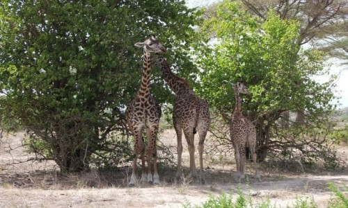 Zdjcie TANZANIA / Afryka rodkowa / Terengire / Safari w Parku Terengire