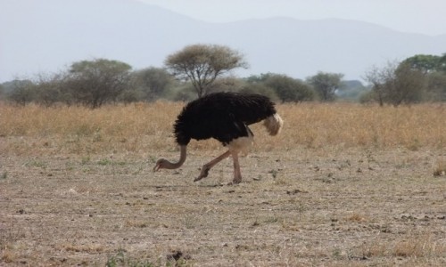 Zdjcie TANZANIA / Afryka rodkowa / Terengire / Safari w Parku Terengire