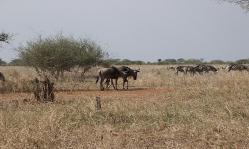 Zdjcie TANZANIA / Afryka rodkowa / Terengire / Safari w Parku Terengire
