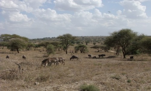 Zdjcie TANZANIA / Afryka rodkowa / Terengire / Safari w Parku Terengire