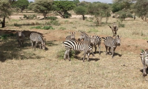 Zdjcie TANZANIA / Afryka rodkowa / Terengire / Safari w Parku Terengire
