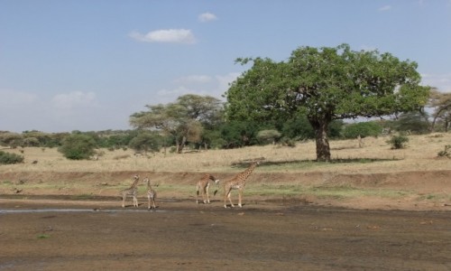 Zdjcie TANZANIA / Afryka rodkowa / Terengire / Safari w Parku Terengire