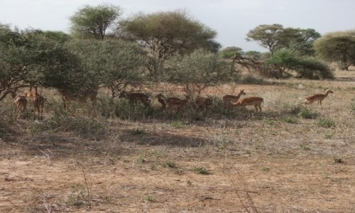 Zdjcie TANZANIA / Afryka rodkowa / Terengire / Safari w Parku Terengire