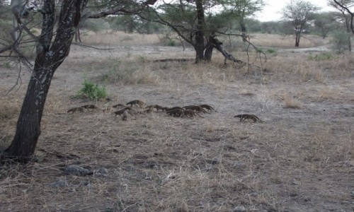 Zdjcie TANZANIA / Afryka rodkowa / Terengire / Safari w Parku Terengire