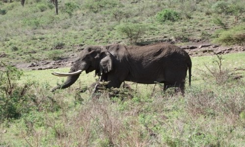 Zdj�cie TANZANIA / Afryka �rodkowa / Park Ngorongoro / Safari w Parku Ngorongoro