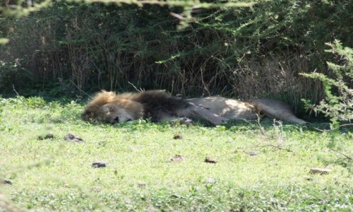 Zdj�cie TANZANIA / Afryka �rodkowa / Park Ngorongoro / Kr�l �pi