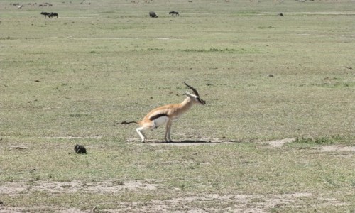 Zdj�cie TANZANIA / Afryka �rodkowa / Park Ngorongoro / Safari w Parku Ngorongoro