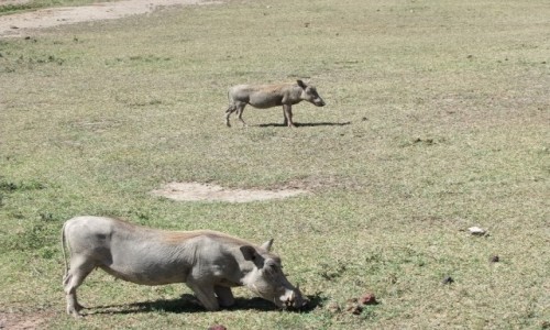 Zdj�cie TANZANIA / Afryka �rodkowa / Park Ngorongoro / Safari w Parku Ngorongoro