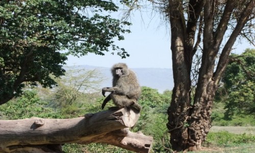Zdj�cie TANZANIA / Afryka �rodkowa / Park Ngorongoro / Safari w Parku Ngorongoro