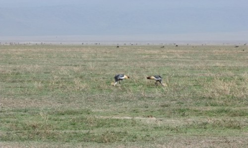 Zdj�cie TANZANIA / Afryka �rodkowa / Park Ngorongoro / Safari w Parku Ngorongoro