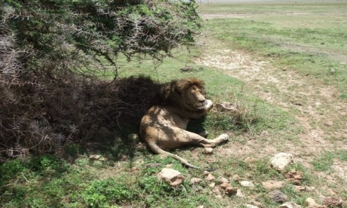 Zdj�cie TANZANIA / Afryka �rodkowa / Park Ngorongoro / Safari w Parku Ngorongoro