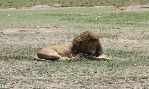 Zdj�cie TANZANIA / Afryka �rodkowa / Park Ngorongoro / Safari w Parku Ngorongoro