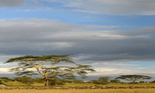 Zdjecie TANZANIA / Serengeti / Afryka / ***