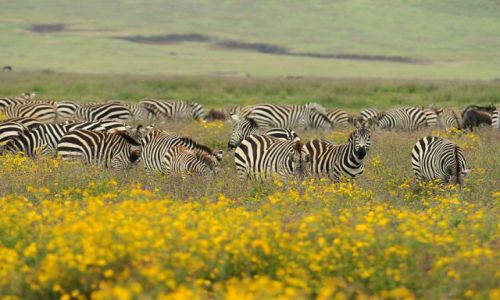 Zdjecie TANZANIA / Północna Tanzania / Ngrongoro / ***