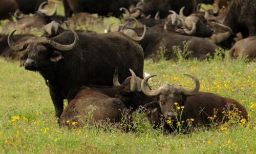 Zdjecie TANZANIA / Północna Tanzania / Ngorongoro / ***