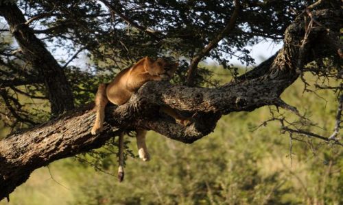 Zdjecie TANZANIA / Serengeti / Afryka / Siesta