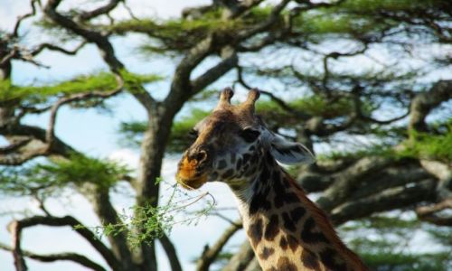 Zdjecie TANZANIA / brak / Serengeti / licznotka