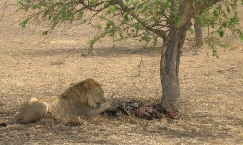 Zdjęcie TANZANIA / brak / Serengeti / Nie przeszkadzać