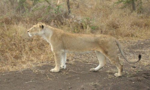 Zdjecie TANZANIA / brak / Serengeti / Obserwatorka