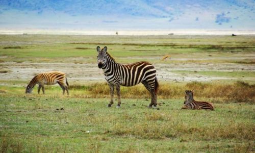 Zdjecie TANZANIA / brak / Ngorongoro / niadanie na trawie 