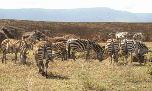 Zdjecie TANZANIA / brak / Ngorongoro / Elegantki z Ngorongoro