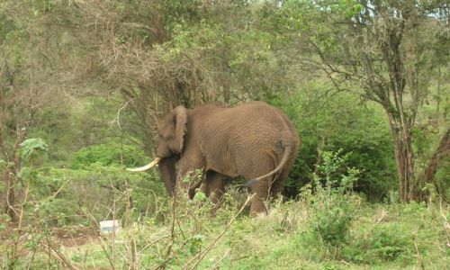 Zdjęcie TANZANIA / brak / Ngorongoro / Nieproszony gość (kemp. Simba)