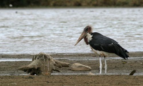 Zdjecie TANZANIA / brak / Lake Manyara / Marabut