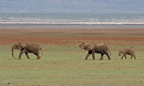 Zdjecie TANZANIA / brak / Lake Manyara / Rodzinny spacer