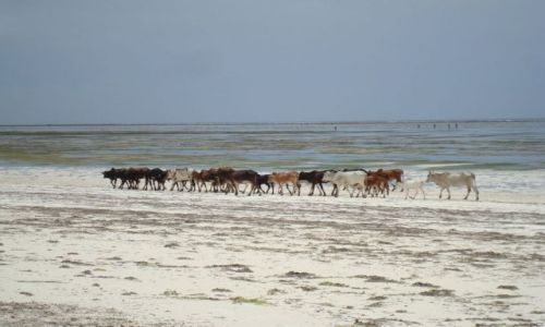 Zdjecie TANZANIA / brak / Zanzibar / Spacerek po plaży