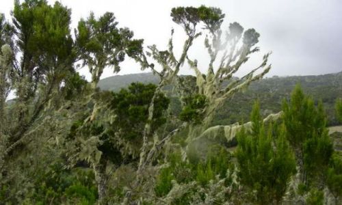 Zdjęcie TANZANIA / Moschi / Mandara Hut / W drodze na dach Afryki