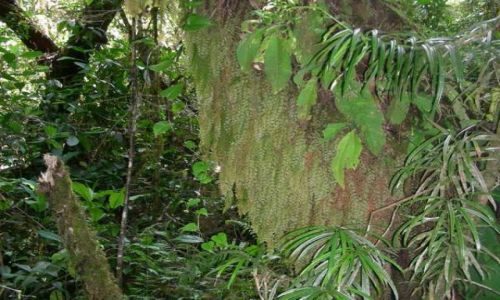 Zdjęcie TANZANIA / Moschi / Kilimandżaro / W drodze na dach Afryki