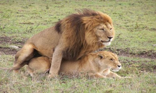 Zdjecie TANZANIA / Serengeti / Serengeti / safari