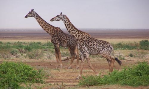 Zdjcie TANZANIA / Serengeti / Serengeti / safari