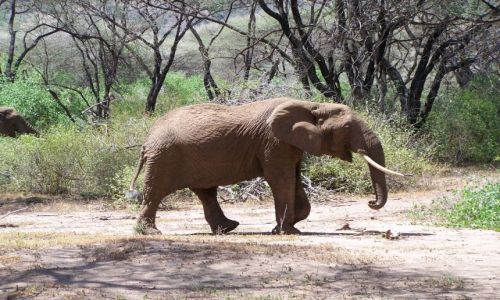 Zdjecie TANZANIA / Serengeti / Serengeti / slonik