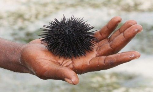 Zdjecie TANZANIA / Zanzibar / Jambiani / Podwodny swiat
