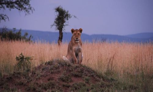 Zdjecie TANZANIA / Serengeti / Serengeti / lwica