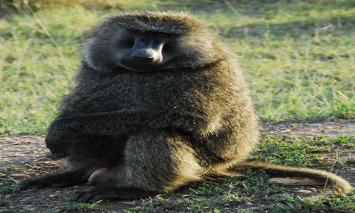 Zdjecie TANZANIA / Serengeti / Serengeti / pawian