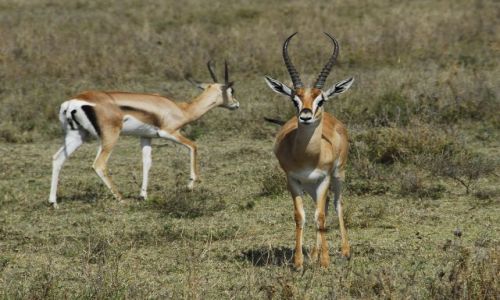 Zdjęcie TANZANIA / Ngorongoro / Krater / antylopy