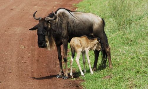 Zdjecie TANZANIA / Ngorongoro / Krater / blue wildebeest