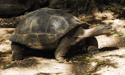 Zdjecie TANZANIA / Zanzibar / Zanzibar / zolw gigant