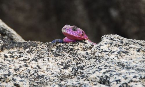 Zdjecie TANZANIA / Serengeti / Serengeti / jaszczurka