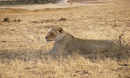 Zdjecie TANZANIA / Równina Serengeti / Park Narodowy Serengeti / Piękność na sawannie