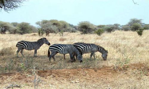 Zdjęcie TANZANIA / Tarangira / Park Narodowy Tarangira / Zebry