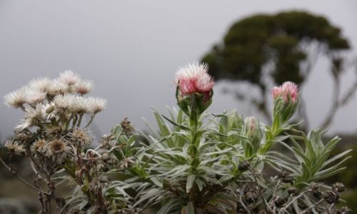 Zdjęcie TANZANIA / Kilimandżaro / Machame Road / W ubranku na mroźną noc